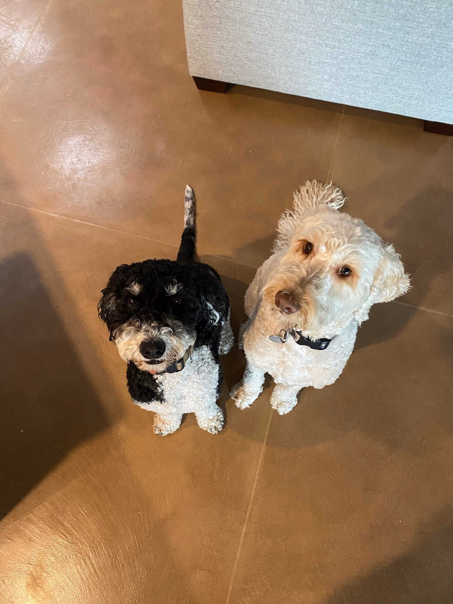 My dog Sesame and his cousin Nacho